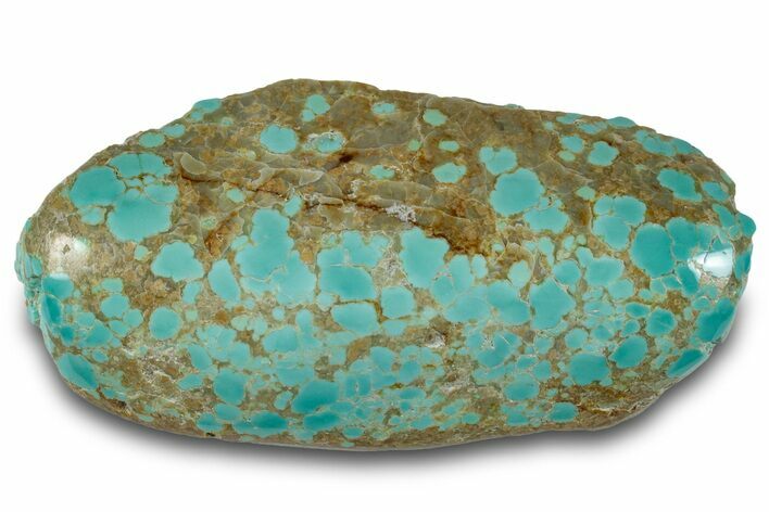 Polished Turquoise Specimen - Number Mine, Carlin, NV #260499